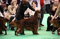 Crufts2011_2 027